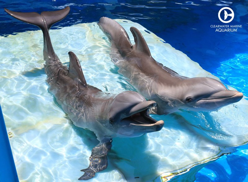 Остин Хигсмит история дельфина 2