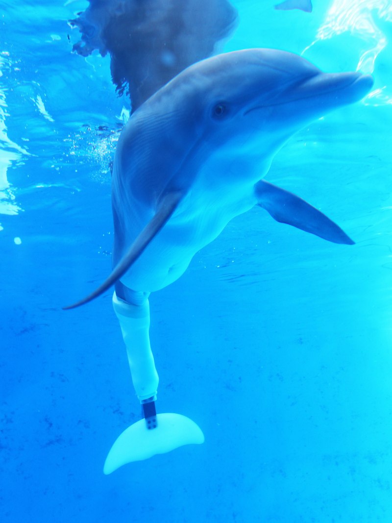 Фильм про дельфина Винтер