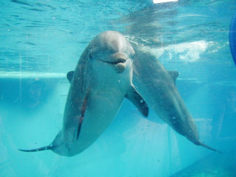 Dolphin Tale 2011