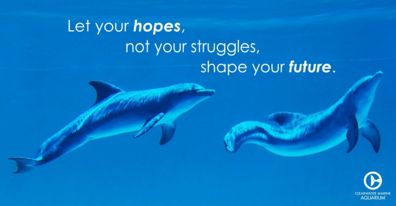 Хвост дельфина Винтер