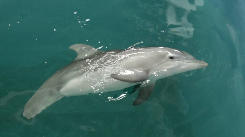 Винтер 2 Дельфин