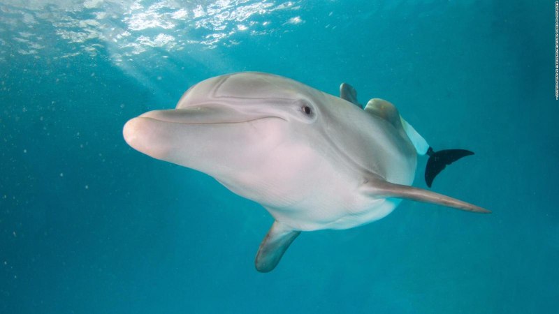Происхождение дельфинов