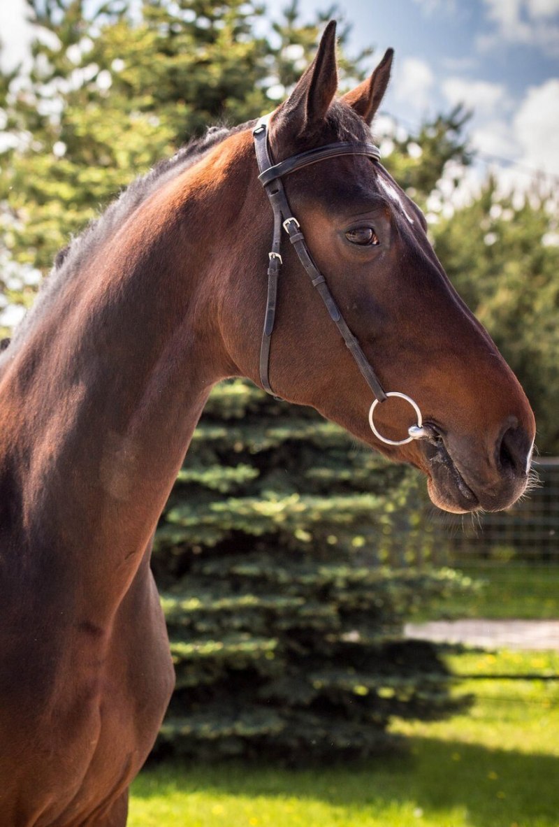 Гнедой конь мерин