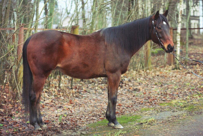 Деревенская лошадка гнедой масти