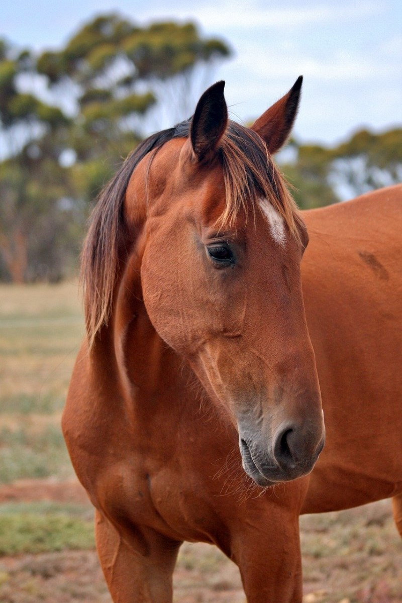 Гнедой мерин лошадь