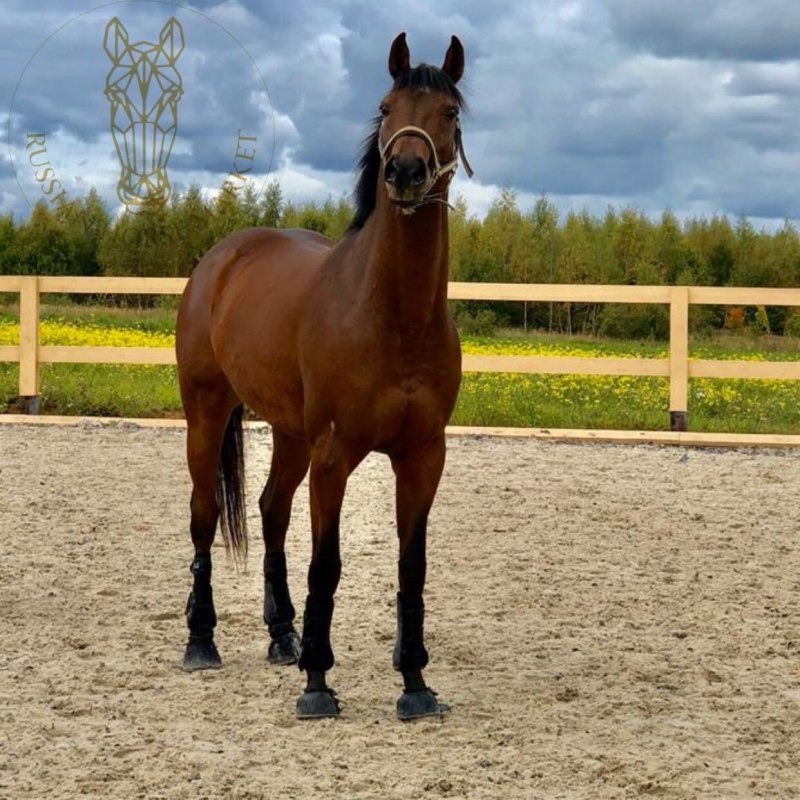 Лошади породы мерин