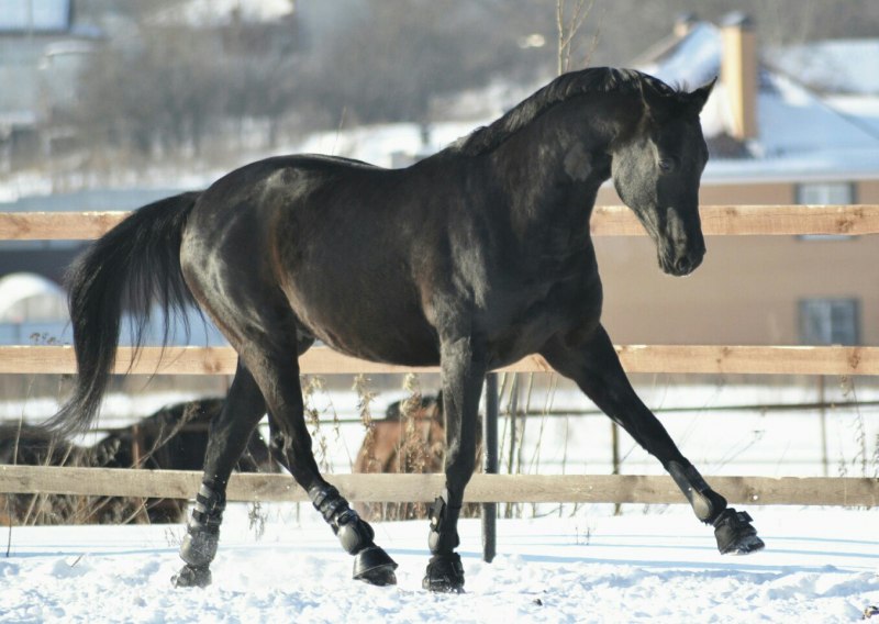 Мерин тракененской породы