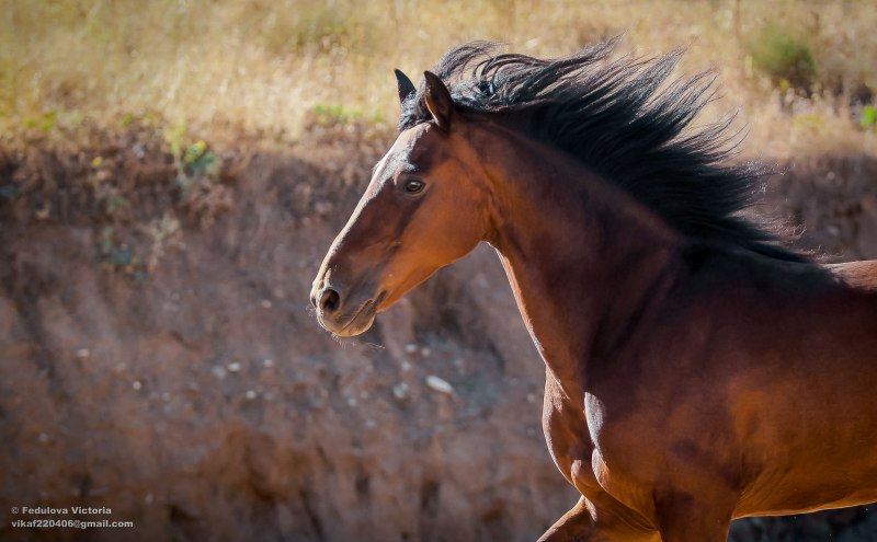 Гнедой мерин с ирокезом морда