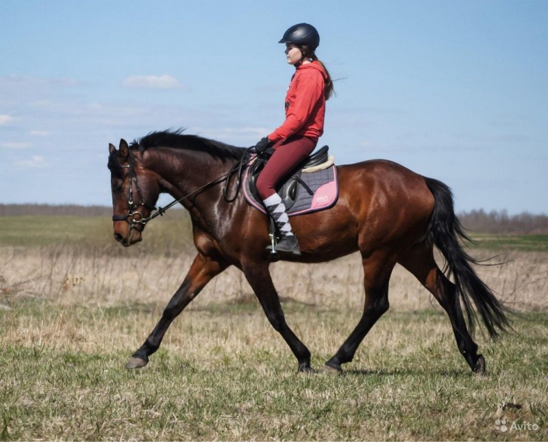 Версаль 2014 мерин гнедой