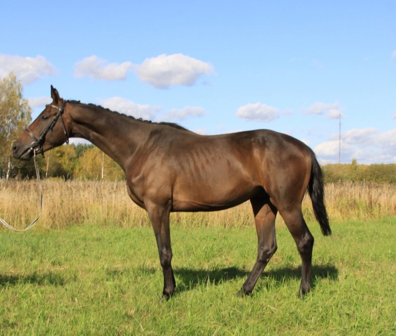 Бальзам украинская верховая 2008 мерин гнедой