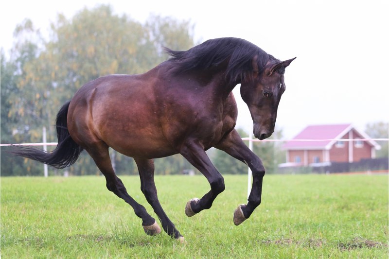 Тракененская порода лошадей