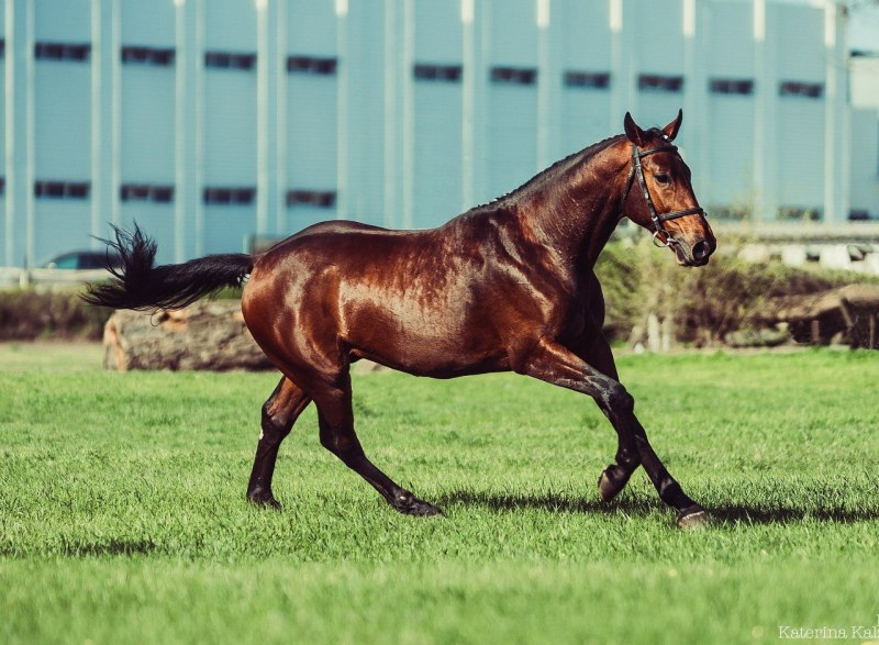 Будённовская лошадь караковая