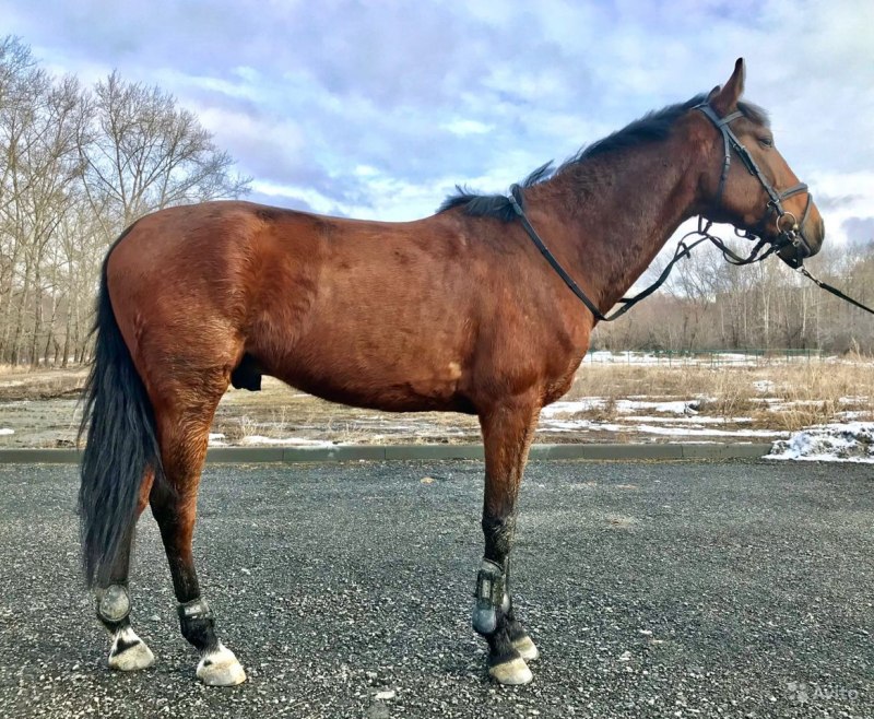 Русский рысак гнедой масти