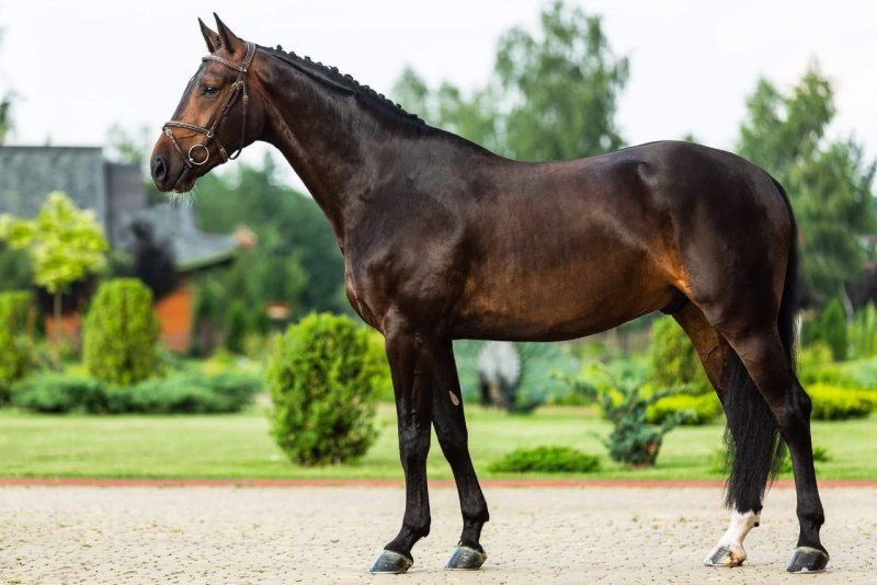 Ганноверский мерин вороной