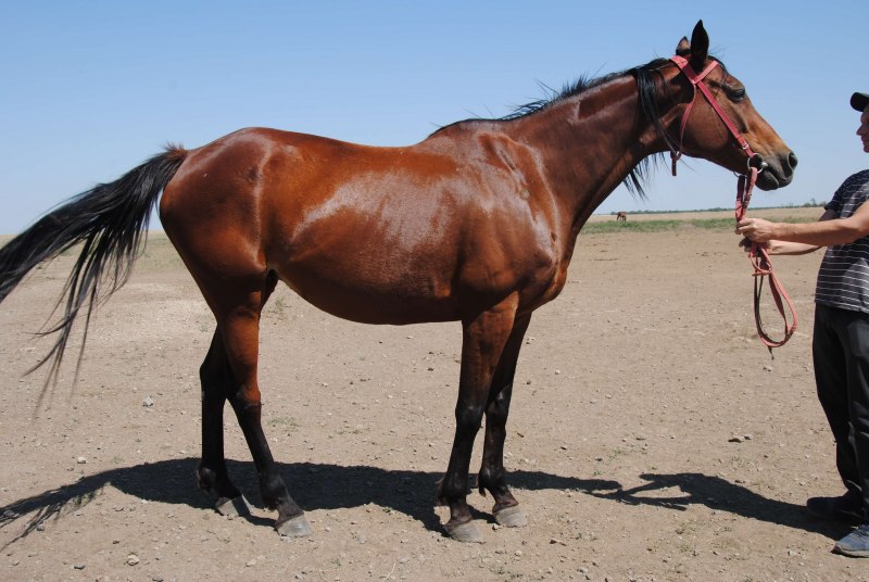 Тракененская лошадь мерин гнедой