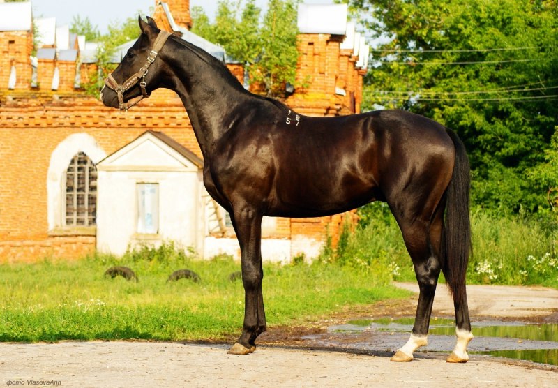 Голштинская лошадь гнедая