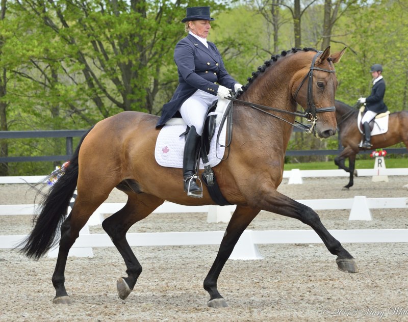 Арабская Скаковая порода лошадей