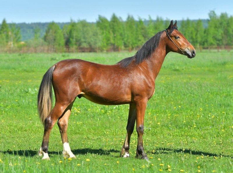 Седлание лошади