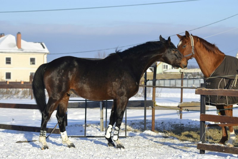 Тракененская лошадь мерин гнедой
