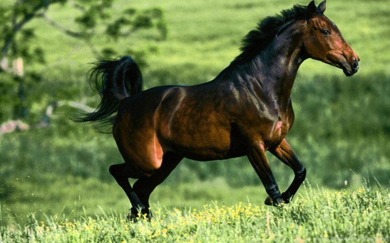 Крапчатый гнедой Мустанг