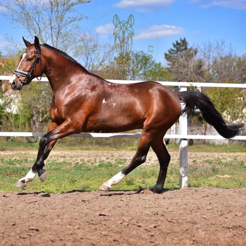 Лошади породы мерин