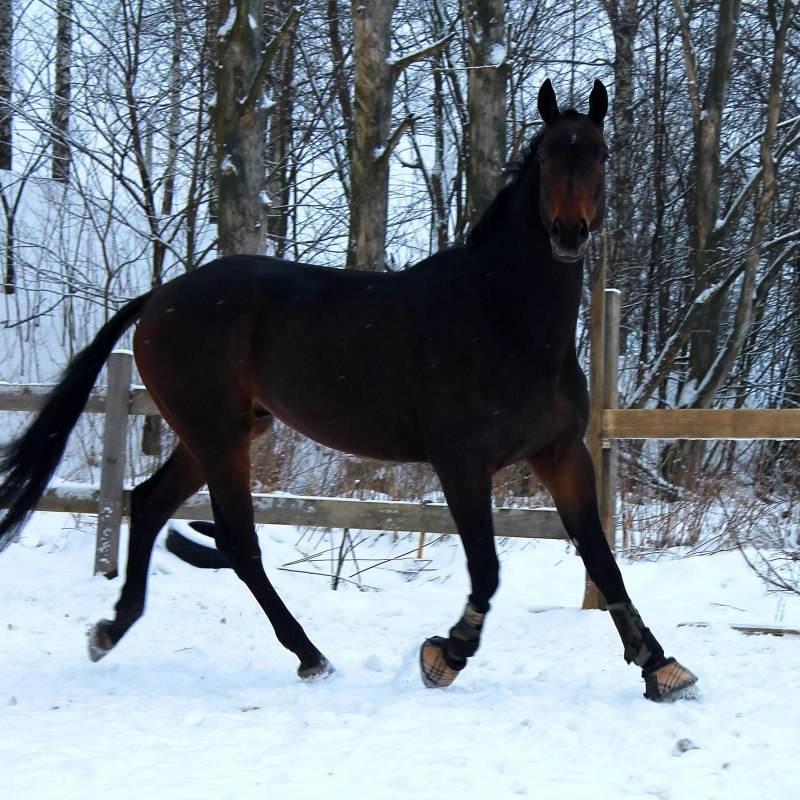 Ганноверский мерин