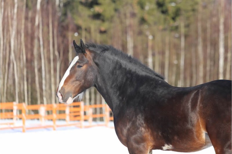 Караковый мерин