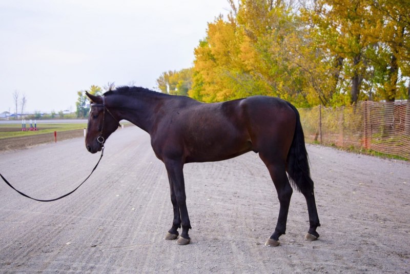 Ганноверская рысистая порода лошадей
