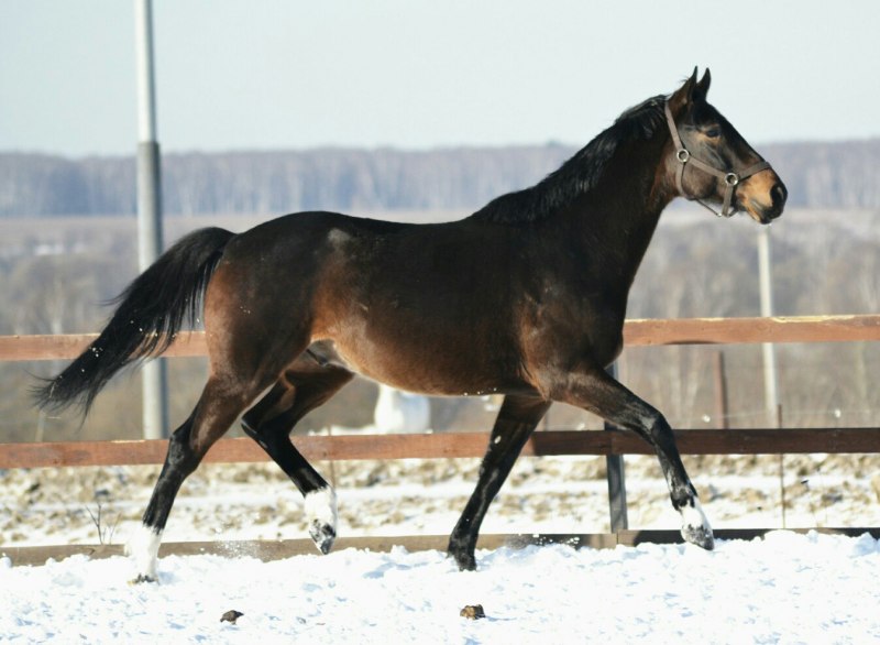 Тракененская лошадь мерин гнедой