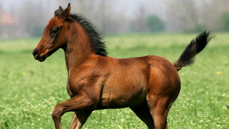 Лошадь скачет галопом