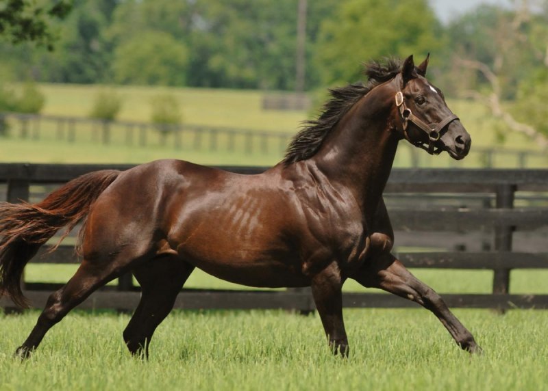 Гарцующая лошадь