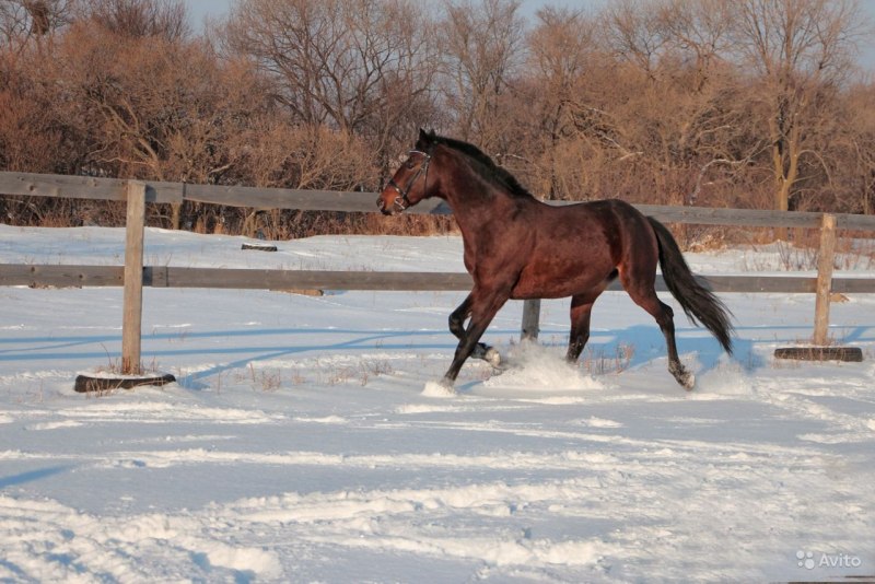 Ганноверская гнедая