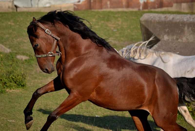 Гнедой рысак