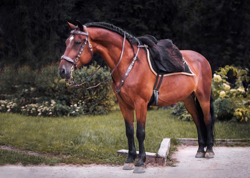Кливлендская гнедая порода лошадей