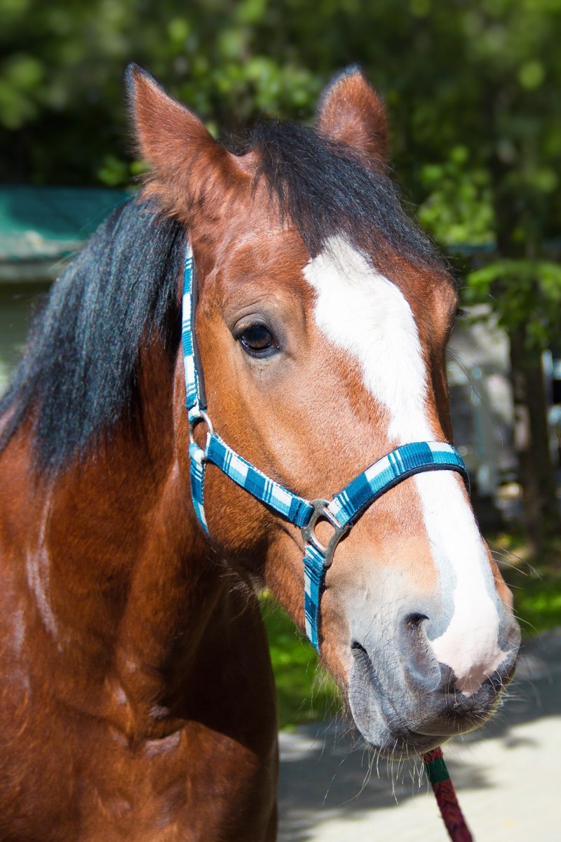 Гнедой Мустанг