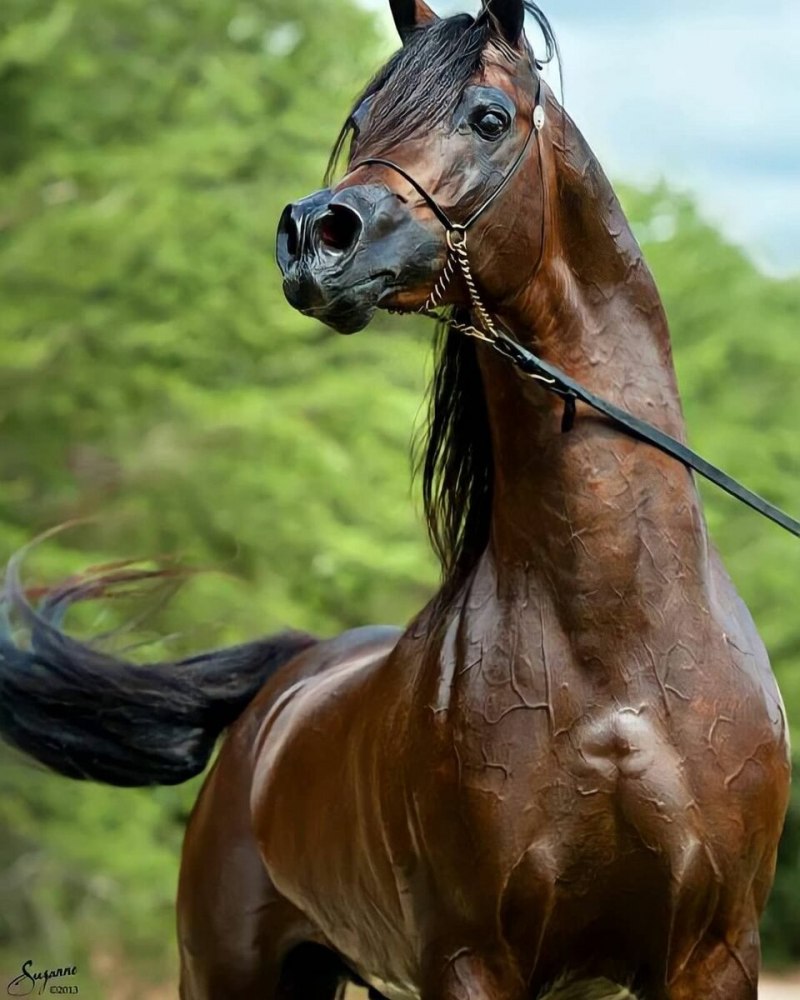 Ганноверская гнедая