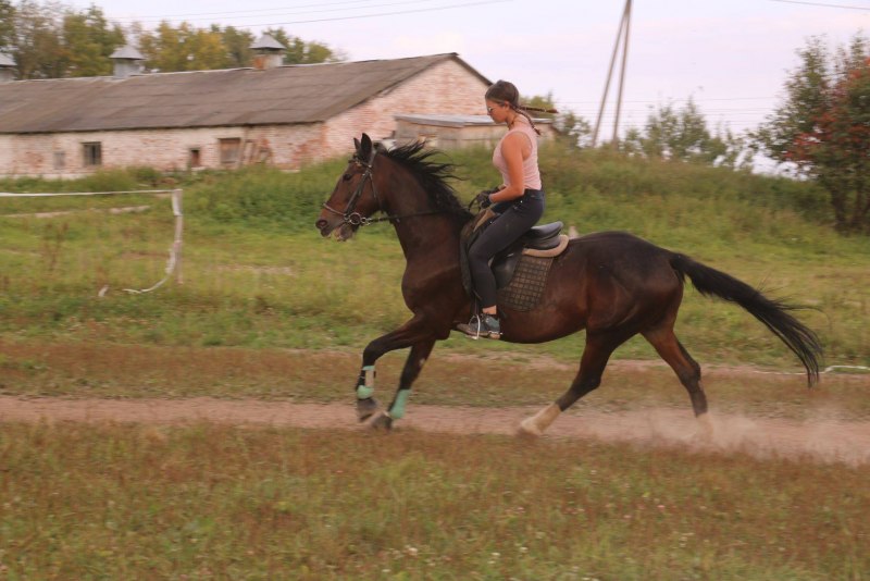 Орловские иноходцы