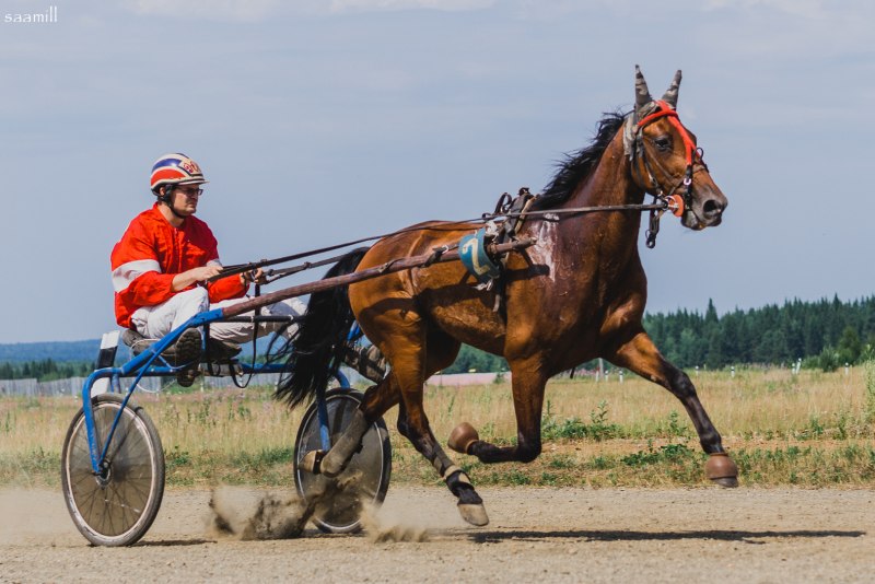 Светло гнедая масть лошади
