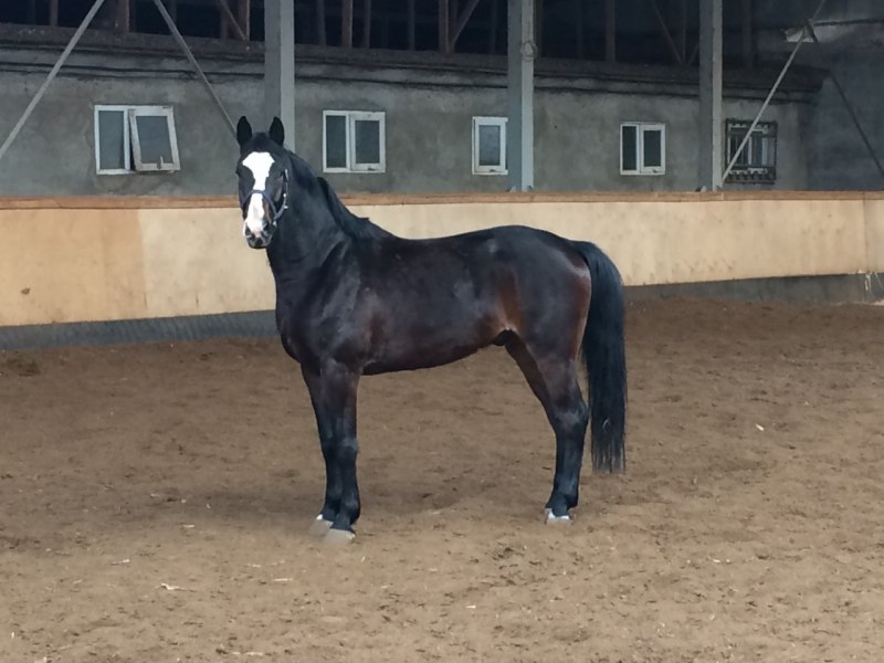 Ганноверский мерин