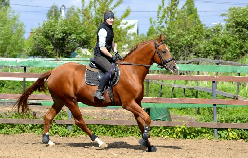 Донской жеребец выездка конкур