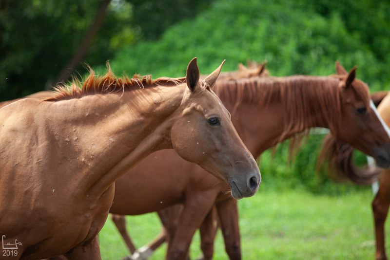 Гнедая масть лошади Эстетика