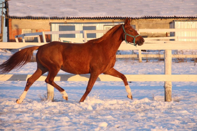 Фризская лошадь гнедая