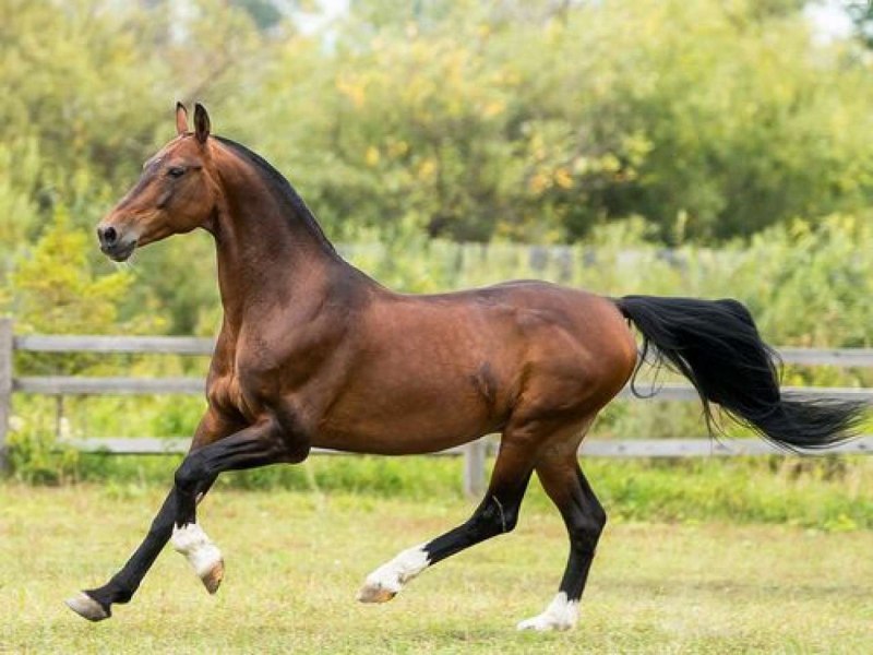 Породы караковых лошадей