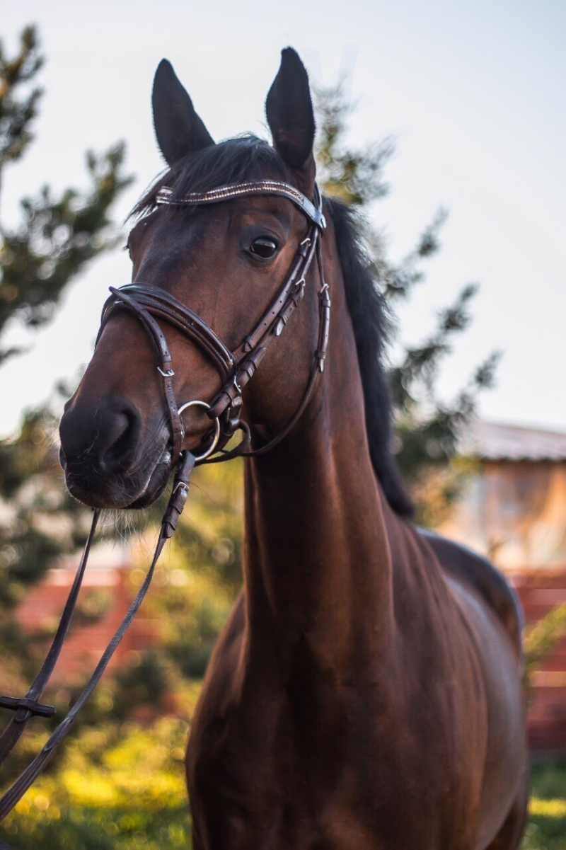 Стэнли мерин гнедой