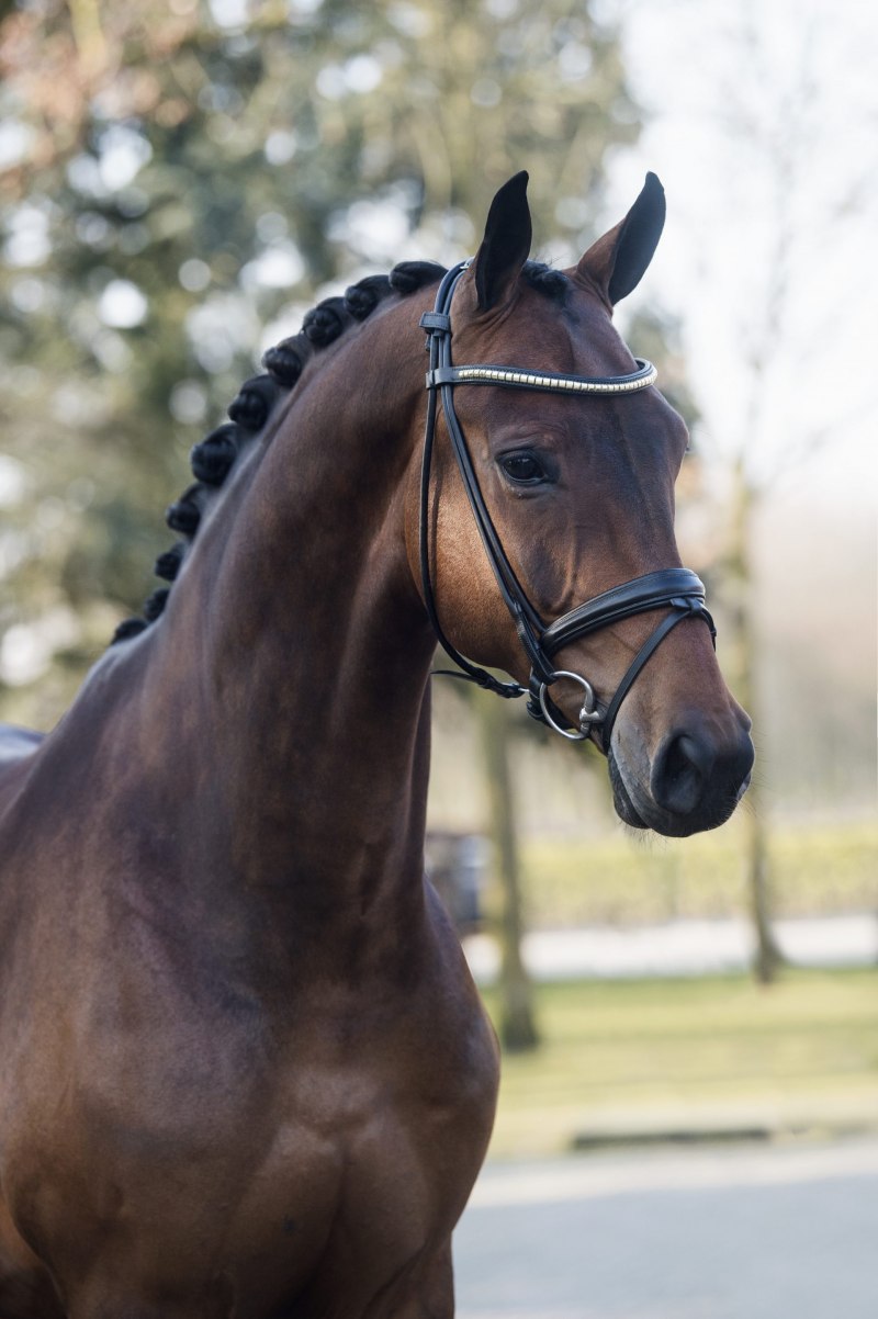 Арабская лошадь кохейлан-сиглави