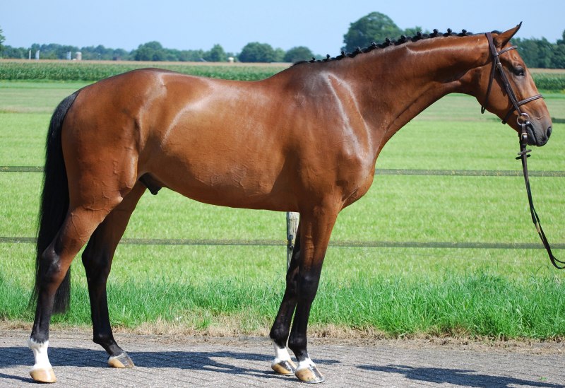 Гарцующая лошадь