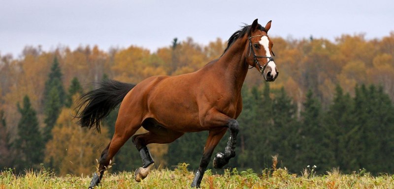 Рысак и Мустанг