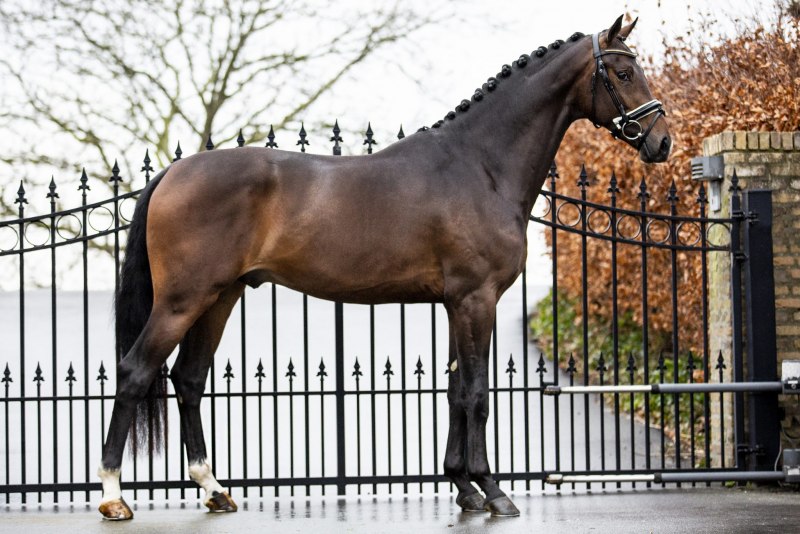 Лошадь породы Орловский рысак