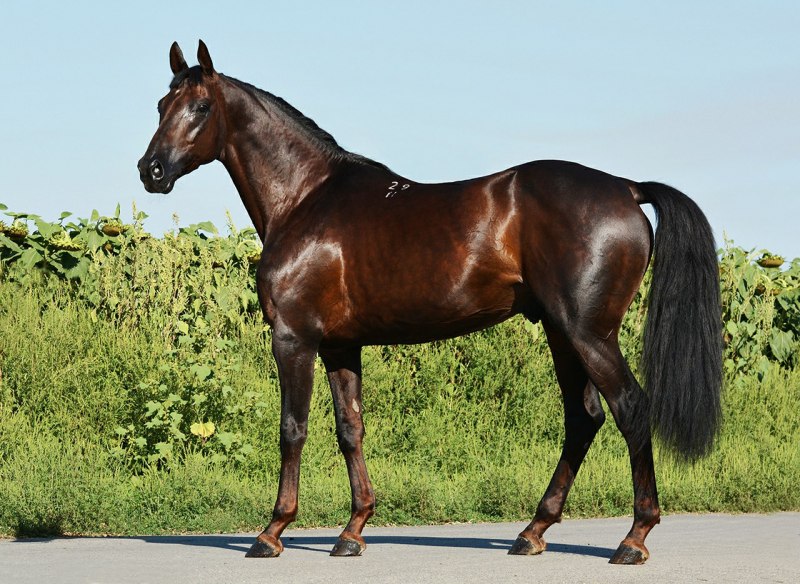 Светло гнедая масть