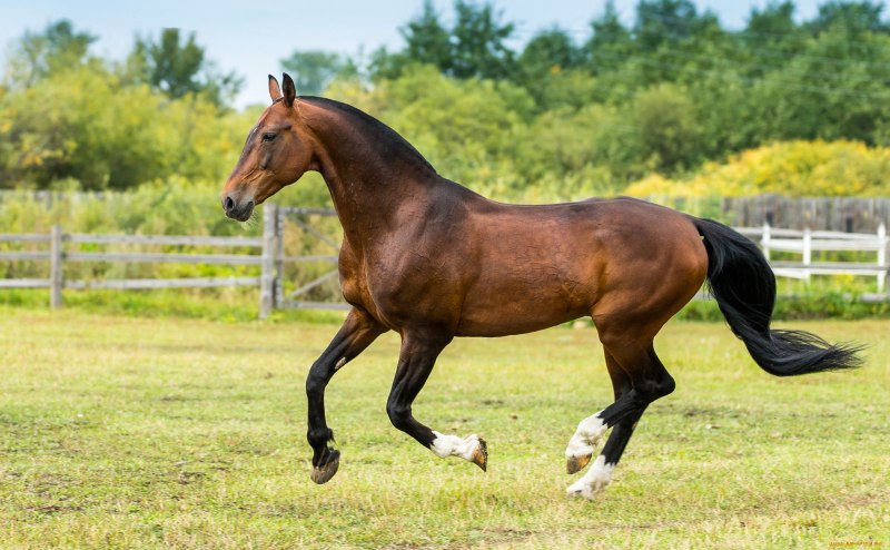 Тракененская порода лошадей Соловая масть